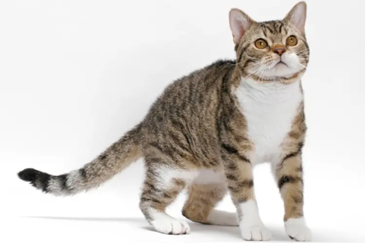 American Wirehair Cat (vetstreet)