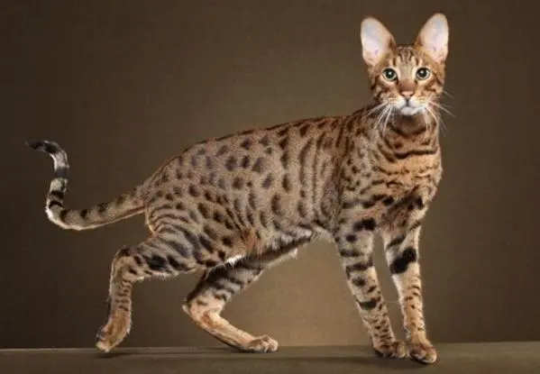 Savannah Cat (source: pawsome)