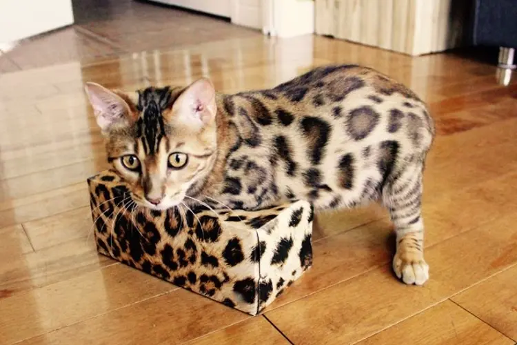 Bengal Cat (source: cattime)