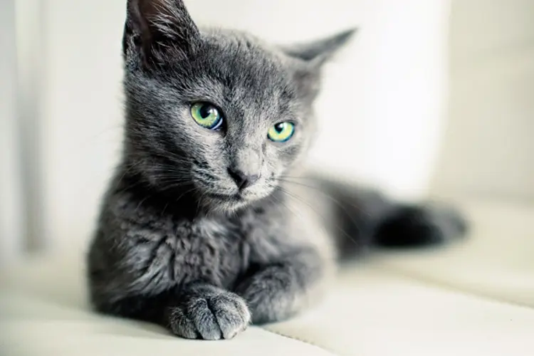 Russian Blue Cat (source: caster)